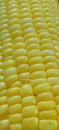 Sweet corn Close up photo