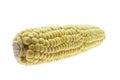 Sweet Corn Cob Royalty Free Stock Photo