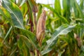 Sweet corn cob field not yet ready collection Royalty Free Stock Photo