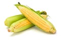 Sweet corn cob with green leaves Royalty Free Stock Photo