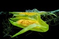 Sweet Corn Cob with Husk Dropped in Water on Black