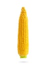 Sweet corn cob isolated on white background with clipping path. Design element for product label, catalog print Royalty Free Stock Photo