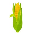 Sweet corn cob isolated on white background. Ripe fruit with leaves in cartoon style. Royalty Free Stock Photo