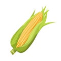 Sweet corn cob with leaves, flat style vector illustration isolated on white background Royalty Free Stock Photo