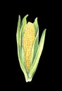 Sweet corn cob with leaves. isolated on black background. Watercolor painting. Hand drawn illustration. Realistic botanical art Royalty Free Stock Photo