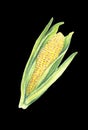 Sweet corn cob with leaves. isolated on black background. Watercolor painting. Hand drawn illustration. Realistic botanical art Royalty Free Stock Photo