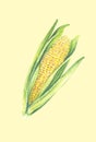 Sweet corn cob with leaves. isolated on light background. Watercolor painting. Hand drawn illustration. Realistic botanical art Royalty Free Stock Photo