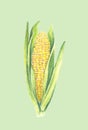 Sweet corn cob with leaves. isolated on light background. Watercolor painting. Hand drawn illustration. Realistic botanical art Royalty Free Stock Photo