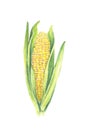 Sweet corn cob with leaves. isolated on white background. Watercolor painting. Hand drawn illustration. Realistic botanical art Royalty Free Stock Photo