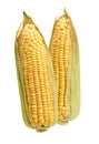 Sweet Corn Cobs Royalty Free Stock Photo