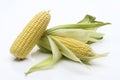 Sweet Corn Cobs Royalty Free Stock Photo