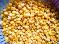 Sweet corn in cullender drained. Royalty Free Stock Photo