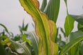Sweet corn disease, downy mildew