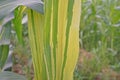 Sweet corn disease, downy mildew Royalty Free Stock Photo