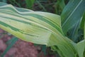 Sweet corn disease, downy mildew Royalty Free Stock Photo