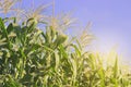 Sweet Corn Field with Blue Sky Background Royalty Free Stock Photo