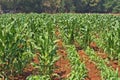 Sweet corn field Royalty Free Stock Photo