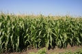 Sweet corn field. Royalty Free Stock Photo