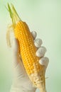 Sweet corn, genetic engineering Royalty Free Stock Photo