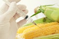 Sweet corn, genetic engineering Royalty Free Stock Photo