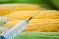 Sweet corn, genetic engineering Royalty Free Stock Photo