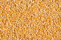 Sweet corn grain kernels