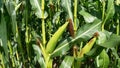 Sweet corn, green full grown many corn plant with green leaves and corn on the cob in leaves hauled in on the corn field. maize pl Royalty Free Stock Photo