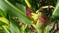 Sweet corn, green full grown many corn plant with green leaves and corn on the cob in leaves hauled in on the corn field. maize pl Royalty Free Stock Photo