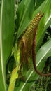 Sweet corn, green full grown many corn plant with green leaves and corn on the cob in leaves hauled in on the corn field. maize pl Royalty Free Stock Photo