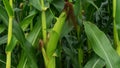 Sweet corn, green full grown many corn plant with green leaves and corn on the cob in leaves hauled in on the corn field. maize pl Royalty Free Stock Photo