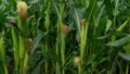 Sweet corn, green full grown many corn plant with green leaves and corn on the cob in leaves hauled in on the corn field. maize pl Royalty Free Stock Photo
