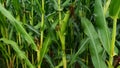 Sweet corn, green full grown many corn plant with green leaves and corn on the cob in leaves hauled in on the corn field. maize pl Royalty Free Stock Photo