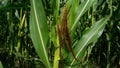 Sweet corn, green full grown many corn plant with green leaves and corn on the cob in leaves hauled in on the corn field. maize pl Royalty Free Stock Photo