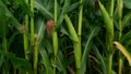 Sweet corn, green full grown many corn plant with green leaves and corn on the cob in leaves hauled in on the corn field. maize pl Royalty Free Stock Photo