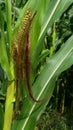 Sweet corn, green full grown many corn plant with green leaves and corn on the cob in leaves hauled in on the corn field. maize pl Royalty Free Stock Photo