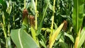 Sweet corn, green full grown many corn plant with green leaves and corn on the cob in leaves hauled in on the corn field. maize pl Royalty Free Stock Photo