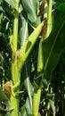 Sweet corn, green full grown many corn plant with green leaves and corn on the cob in leaves hauled in on the corn field. maize pl Royalty Free Stock Photo