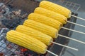 sweet Corn grilled burns on stove in a market stall Royalty Free Stock Photo