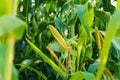 Sweet corn grown in the field. Fresh corn on stalk in field. Ripening of corn. Corn close-up with soft focus