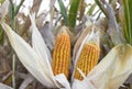 Sweet corn grown in Indian agriculture field Royalty Free Stock Photo