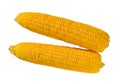 Sweet corn isolated. Boiled corn cob or maize Royalty Free Stock Photo