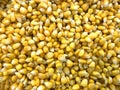 Sweet corn kernels for background. Royalty Free Stock Photo