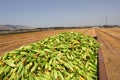 Sweet Corn. Large amount of fresh sweetcorn.