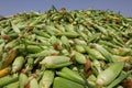 Sweet Corn. Large amount of fresh sweetcorn.