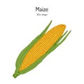 Sweet corn, Maize cob Zea mays Royalty Free Stock Photo