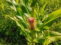 Sweet corn or maize lat. Zea mays.