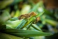 Sweet corn at market Royalty Free Stock Photo