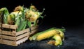 Sweet corn organic, fresh corn collected in wooden boxes Royalty Free Stock Photo