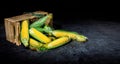 Sweet corn organic, fresh corn collected in wooden boxes Royalty Free Stock Photo