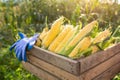 Sweet corn, Organic sweet corn harvested in a wooden crate. The background is a corn field at the close of the sun Royalty Free Stock Photo